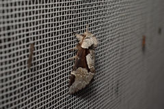 Wilemanus bidentatus