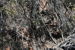 Pachypodium succulentum