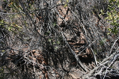 Pachypodium succulentum