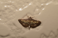 Cnaphalocrocis stereogona