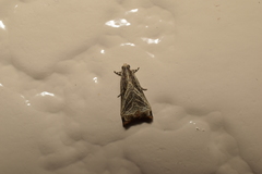 Dactylioglypha tonica