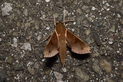 Rhagastis mongoliana