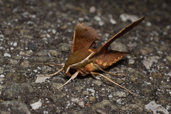 Rhagastis mongoliana