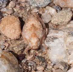 Trachypetrella anderssonii