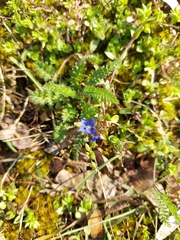 Veronica arvensis