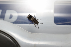 Ozotomerus japonicus