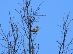 Fringilla coelebs
