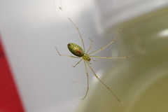 Tetragnatha squamata