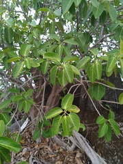 Ficus benghalensis