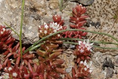 Sedum confertiflorum
