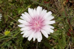 Crepis rubra