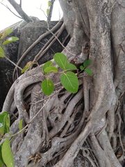 Ficus benghalensis