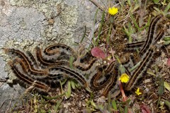 Malacosoma franconicum