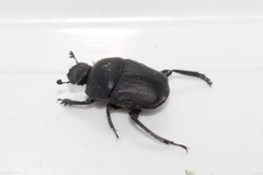 Gymnopleurus geoffroyi