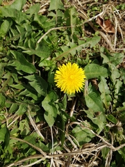 Taraxacum officinale