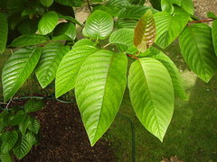 Camptotheca acuminata