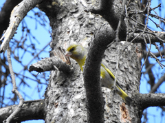 Chloris chloris