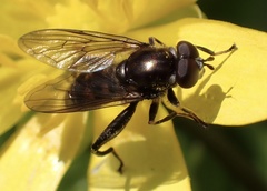 Chalcosyrphus nemorum