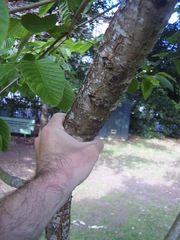 Camptotheca acuminata