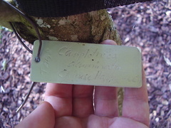 Camptotheca acuminata