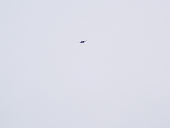 Haliaeetus albicilla