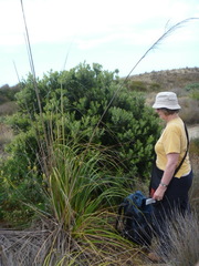 Austroderia splendens