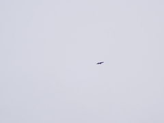 Haliaeetus albicilla