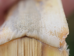 Austroderia splendens