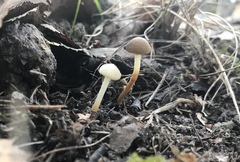 Strobilurus stephanocystis