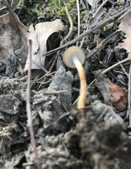 Strobilurus stephanocystis