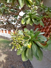 Heliotropium arboreum