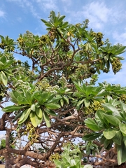 Heliotropium arboreum