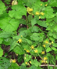 Crepis paludosa