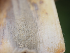 Austroderia splendens