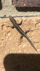 Cryptoblepharus virgatus