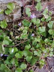 Cymbalaria muralis