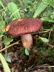 Tricholomopsis scabra
