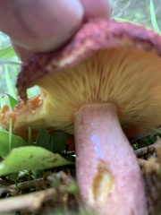 Tricholomopsis scabra