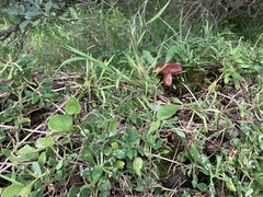 Tricholomopsis scabra