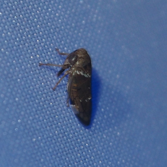 Idioscopus nitidulus
