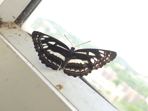 Chestnut-streaked Sailer
