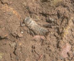 Cordulegaster boltonii