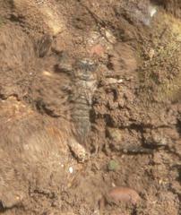 Cordulegaster boltonii