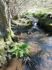 Cordulegaster boltonii