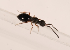 Conostigmus