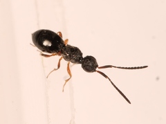 Conostigmus