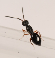 Conostigmus