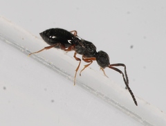 Conostigmus