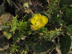 Opuntia dillenii