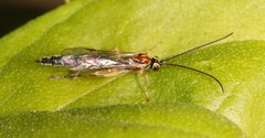 Tromatobia lineatoria